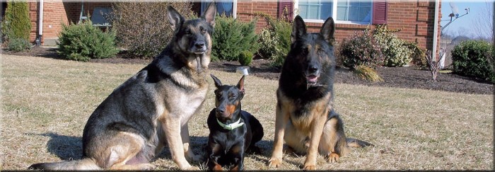 Dogs For Sale