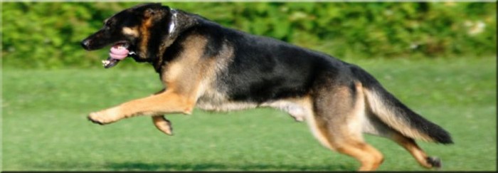 Family Protection Dogs For Sale