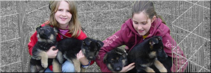 German Shepherds For Sale