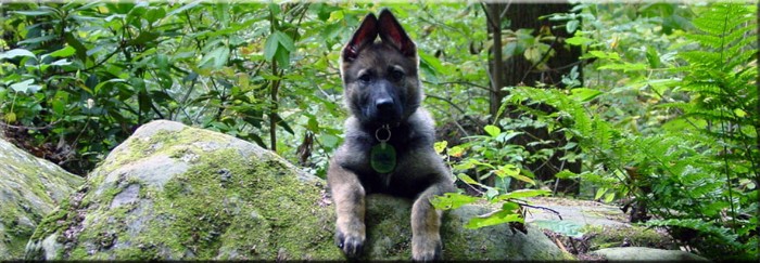 Dog Home Img 003.jpg