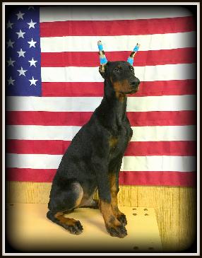Doberman Puppies BAB & Super Dog Candidates Image