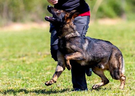 Schutzhund dogs for best sale sale