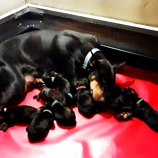 Doberman Puppies BAB & Super Dog Candidates Image