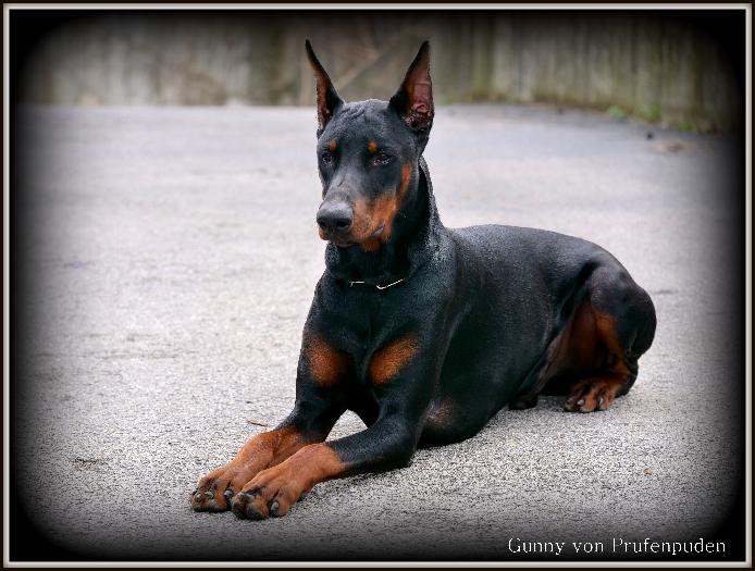 Doberman Puppies BAB & Super Dog Candidates Image