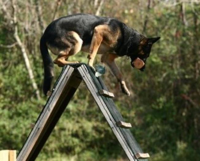 All Breed Training For The Public Image
