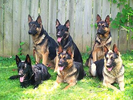 German Shepherd Pups 