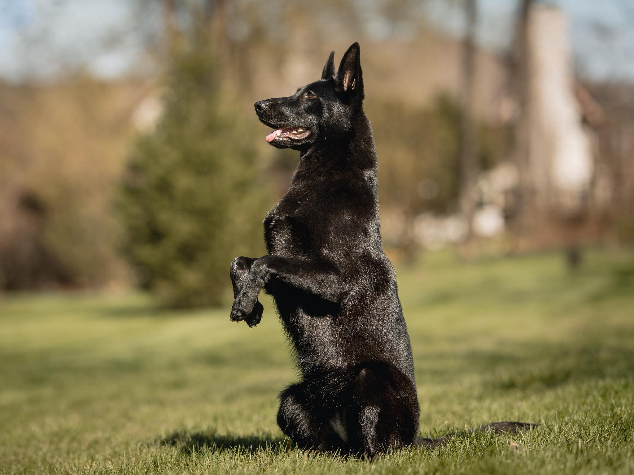 Ginger von Prufenpuden Image