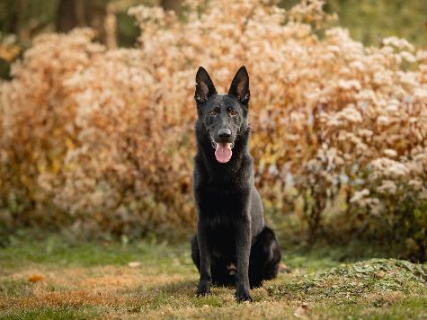 Krypto von Prufenpuden Image