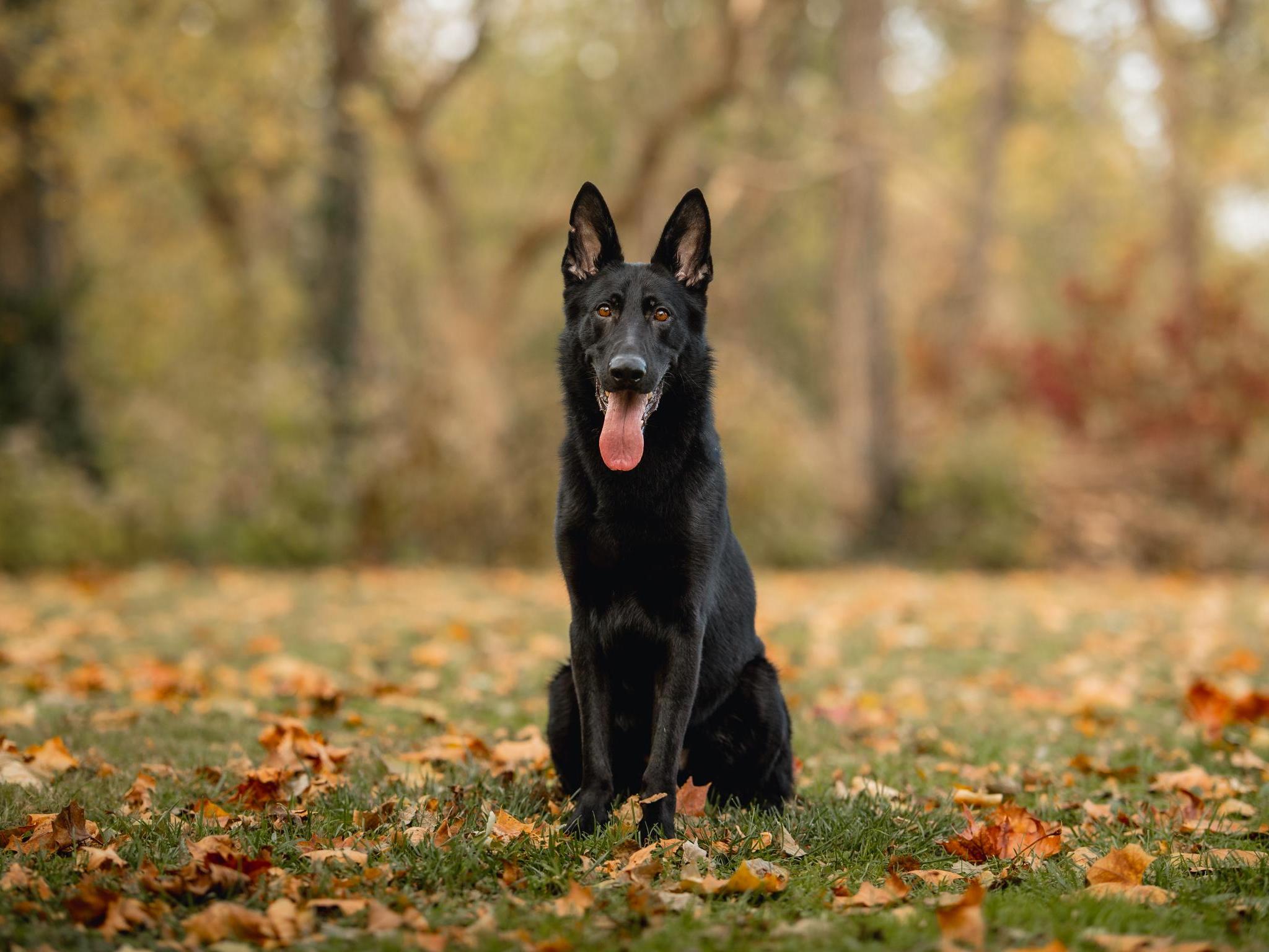 Krypto von Prufenpuden Image