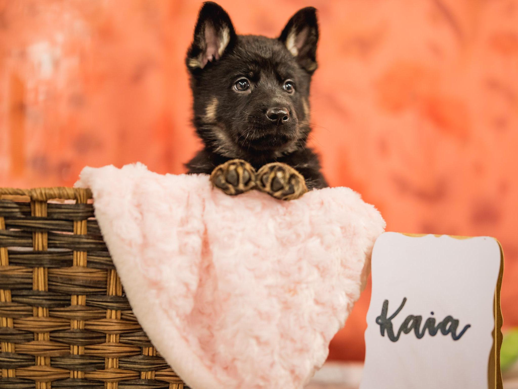 German Shepherd Pups 