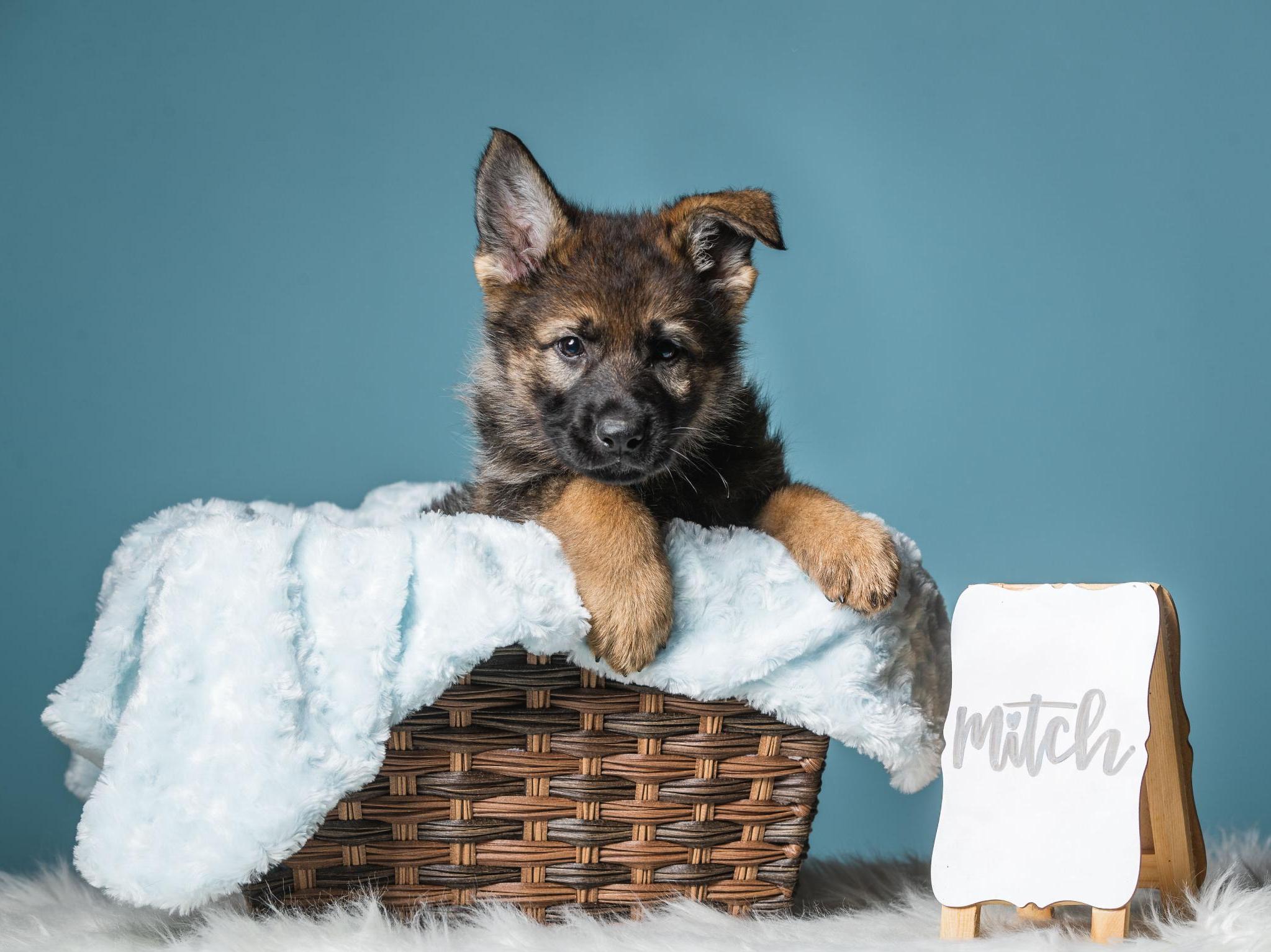 German Shepherd Pups 