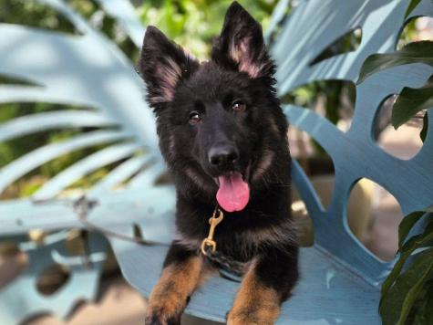 Isobel von Prufenpuden Image