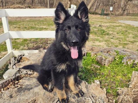 Isobel von Prufenpuden Image