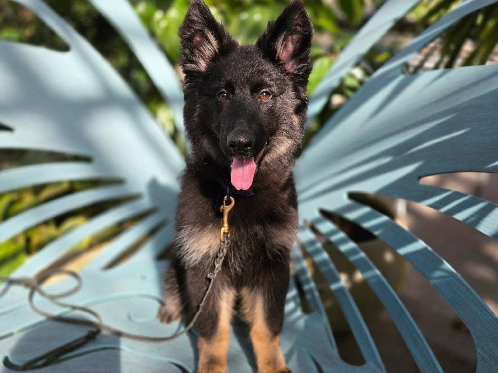 Isobel von Prufenpuden Image