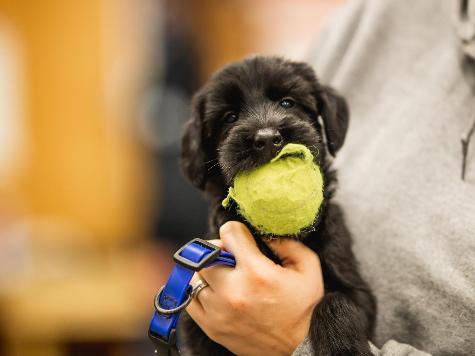G.S.Puppies "Super Dog" Or "Elite Super Dog"  Image
