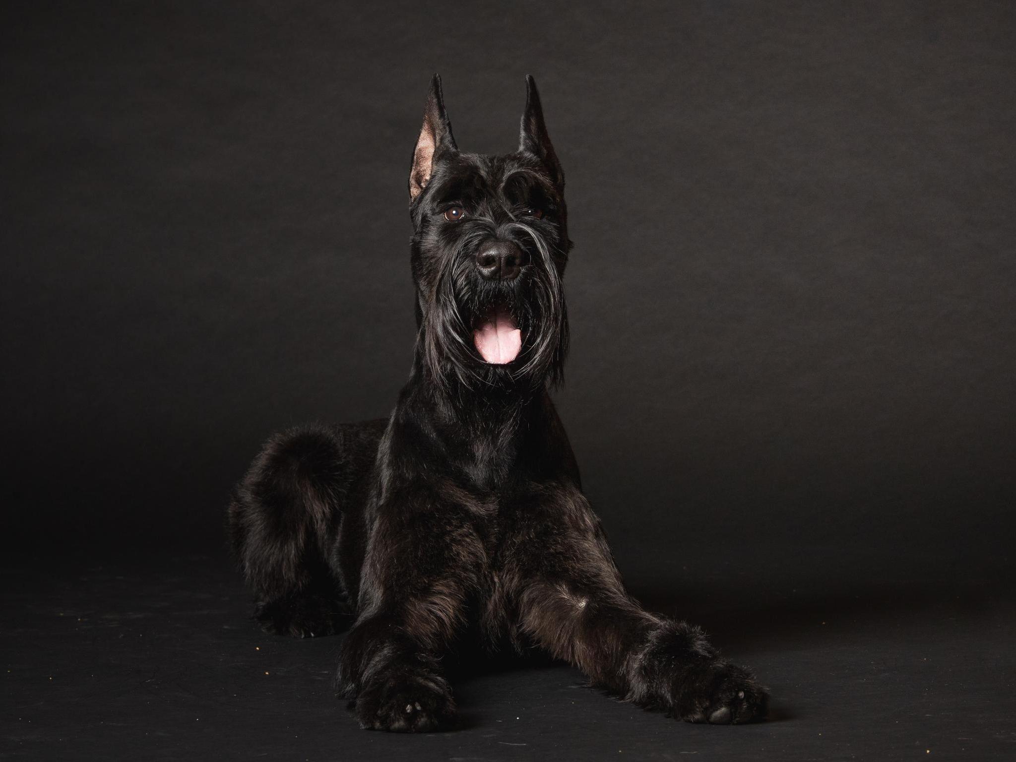 G.S.Puppies "Super Dog" Or "Elite Super Dog"  Image
