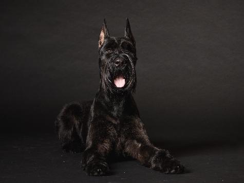 G.S.Puppies "Super Dog" Or "Elite Super Dog"  Image
