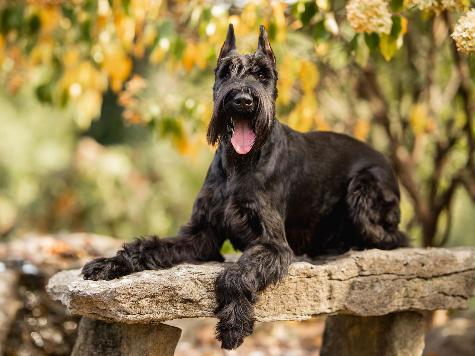 G.S.Puppies "Super Dog" Or "Elite Super Dog"  Image
