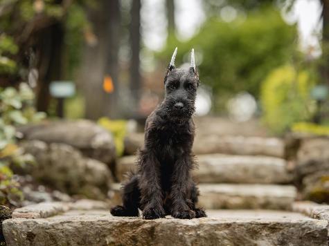 G.S.Puppies "Super Dog" Or "Elite Super Dog"  Image