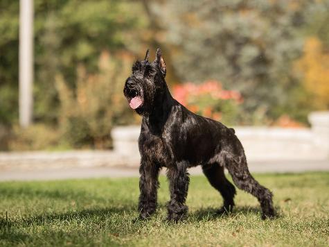 G.S.Puppies "Super Dog" Or "Elite Super Dog"  Image