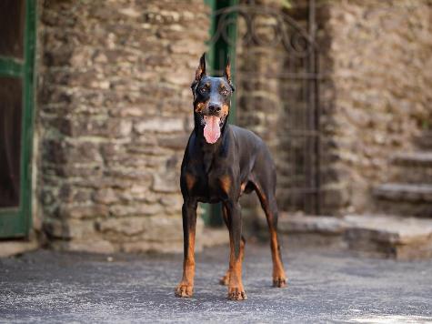 Doberman Puppies BAB & Super Dog Candidates Image