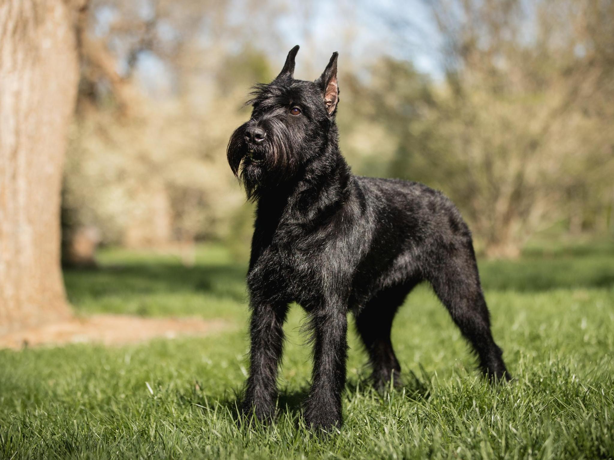 Aslan von Prufenpuden Image