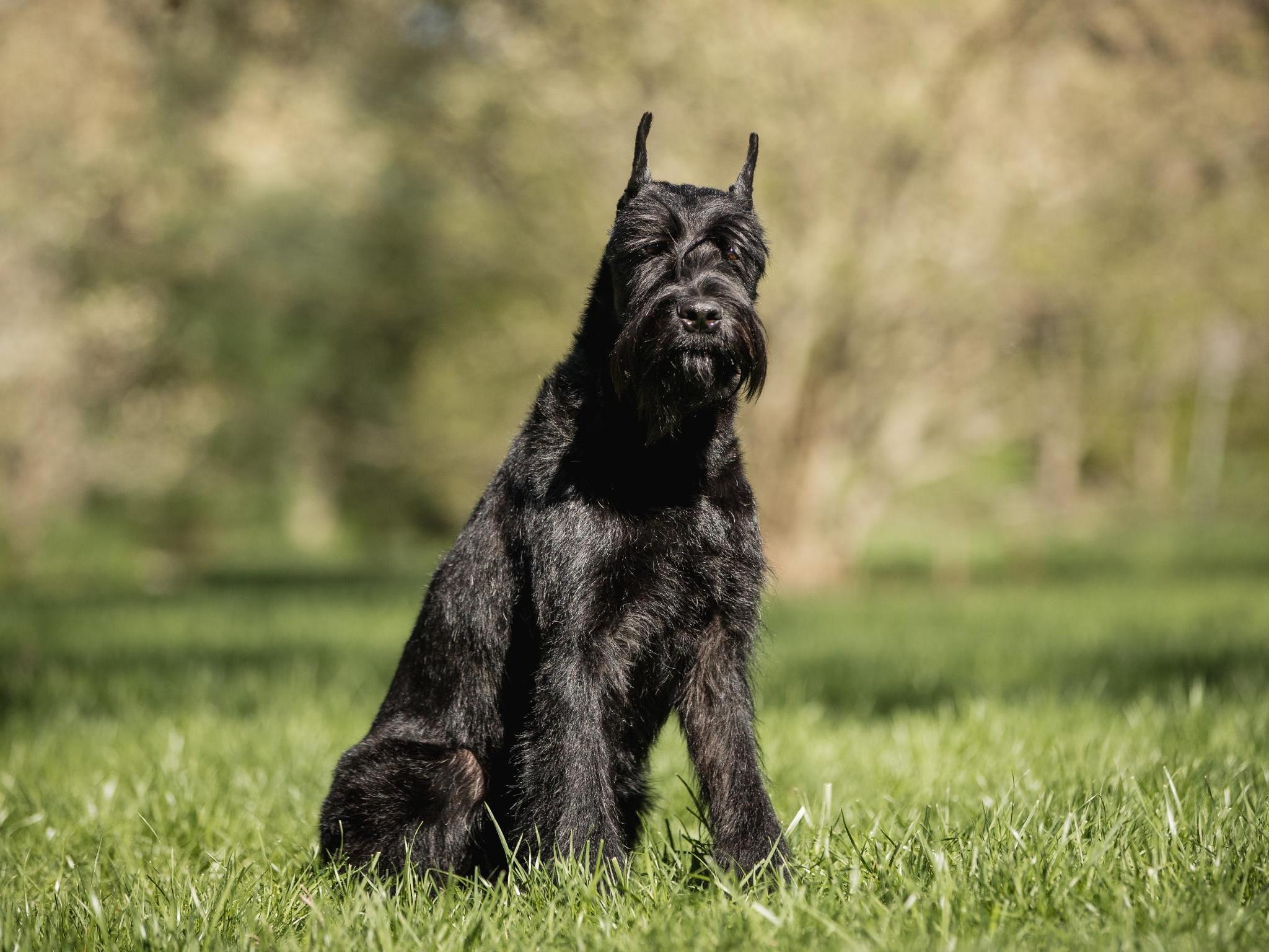 Aslan von Prufenpuden Image