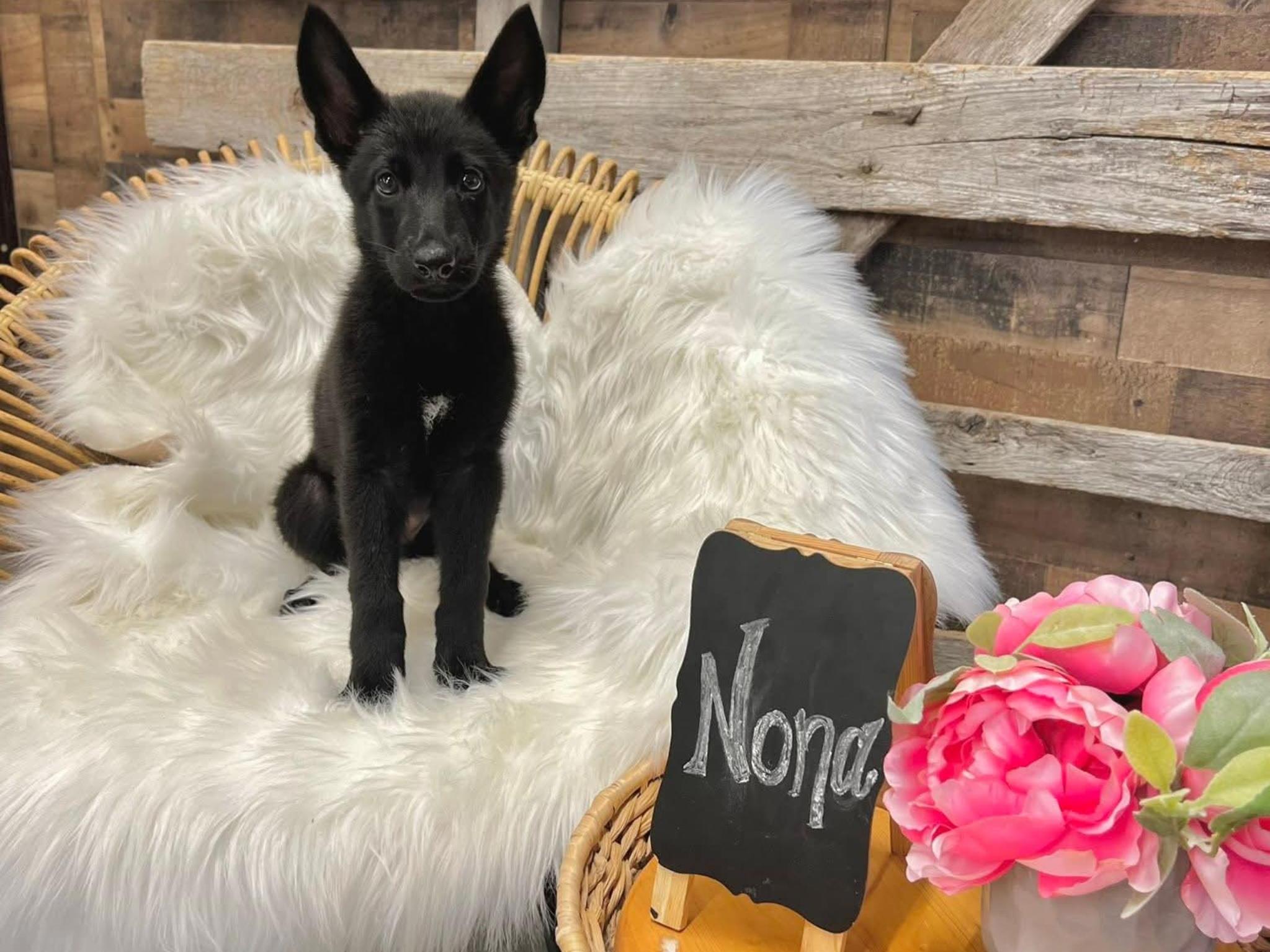 Nona von Prufenpuden Image