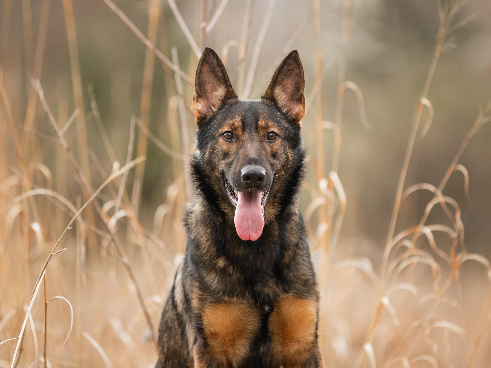 Yitro von Prufenpuden Image