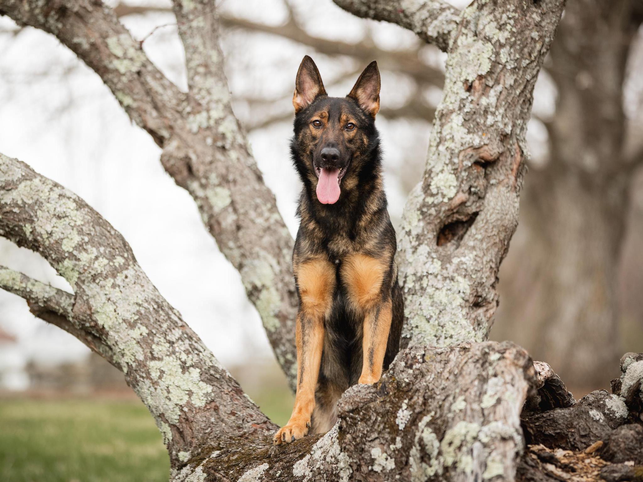 Yitro von Prufenpuden Image