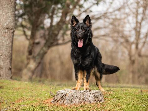 Yoda von Prufenpuden Image