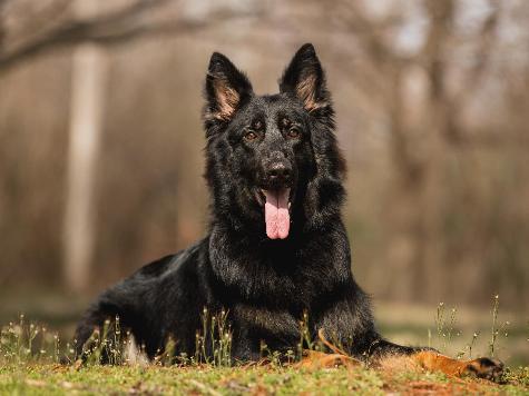 Yoda von Prufenpuden Image