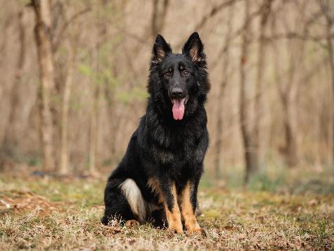 Yoda von Prufenpuden Image