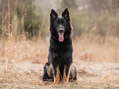 Yoda von Prufenpuden Image