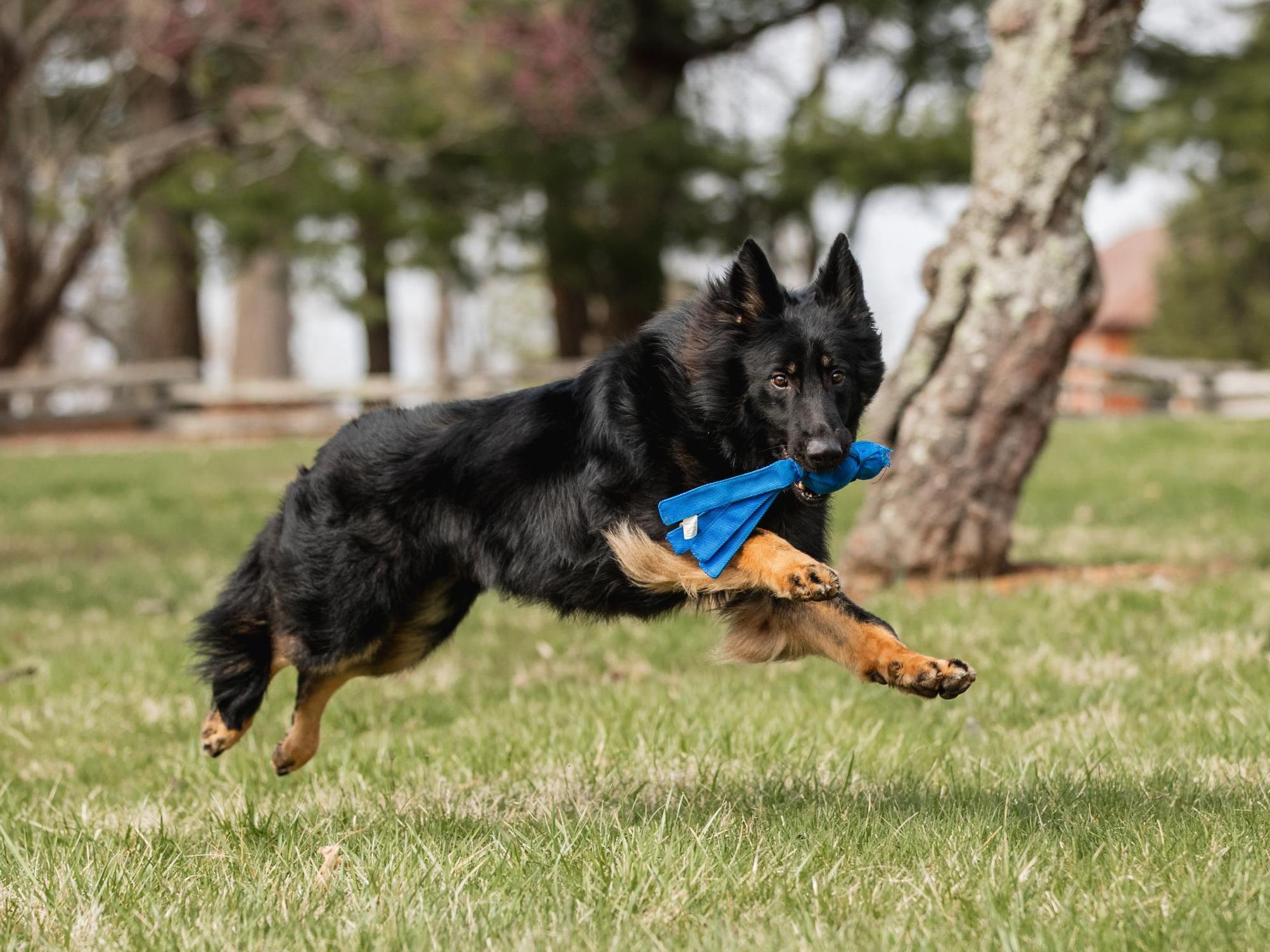 Yoda von Prufenpuden Image