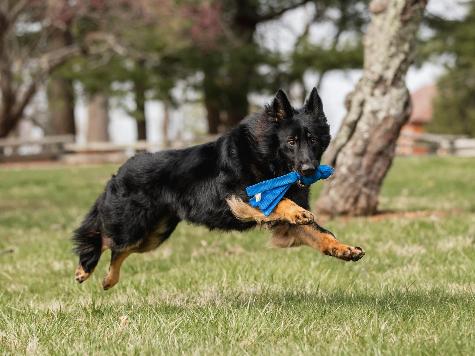 Yoda von Prufenpuden Image