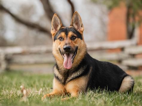 Zannie von Prufenpuden Image