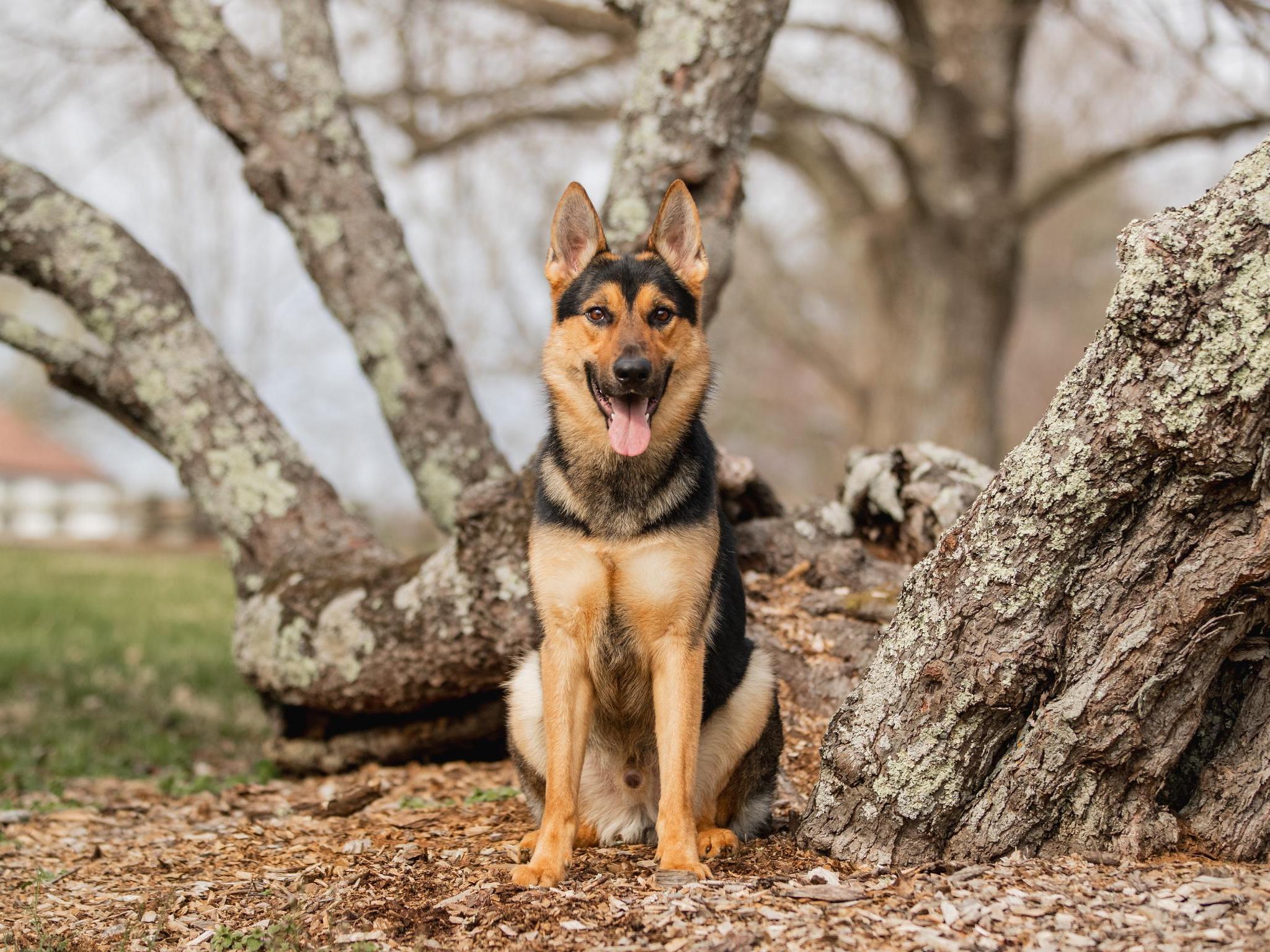 Zannie von Prufenpuden Image