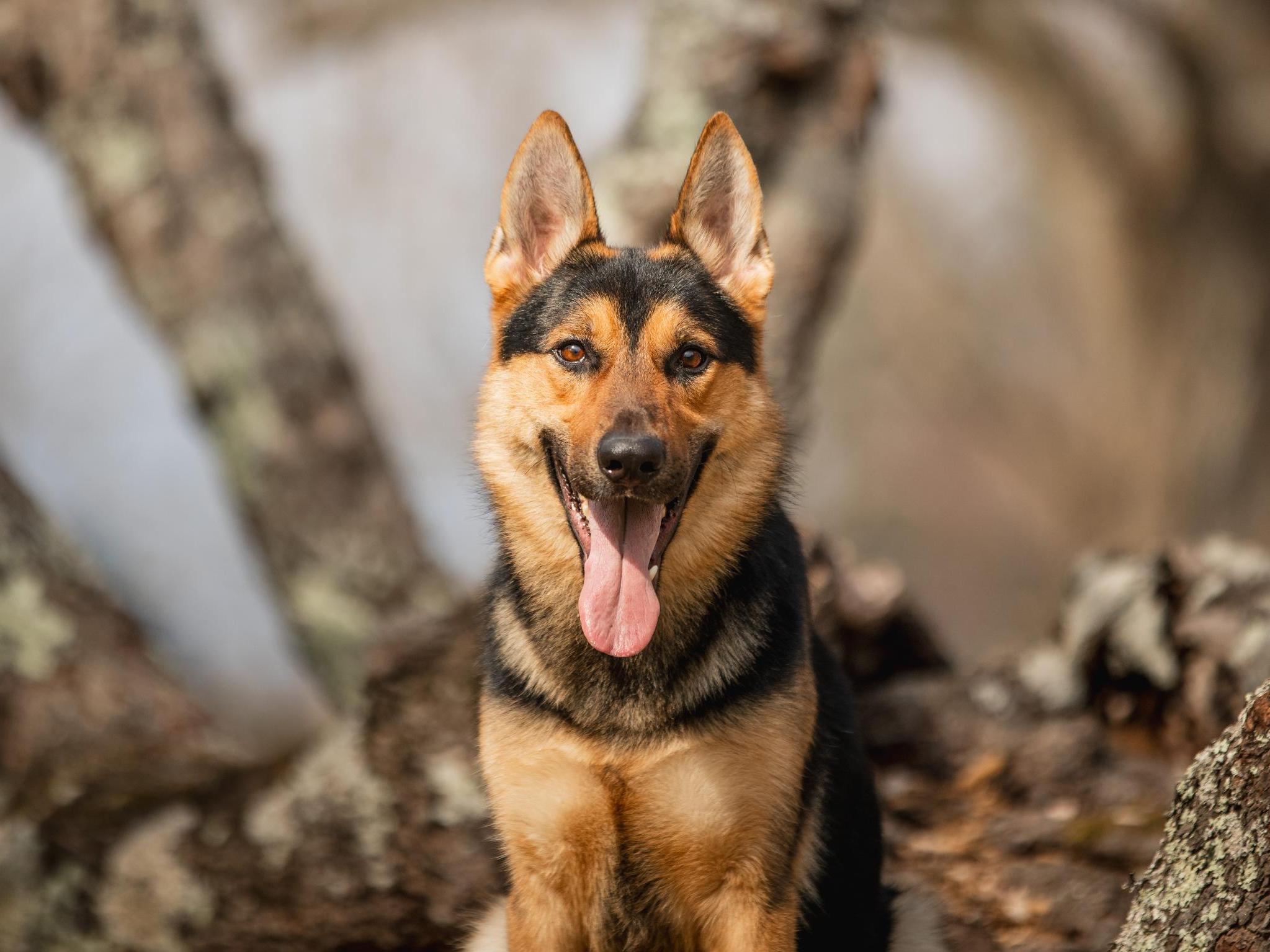 Zannie von Prufenpuden Image