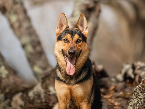 Zannie von Prufenpuden Image