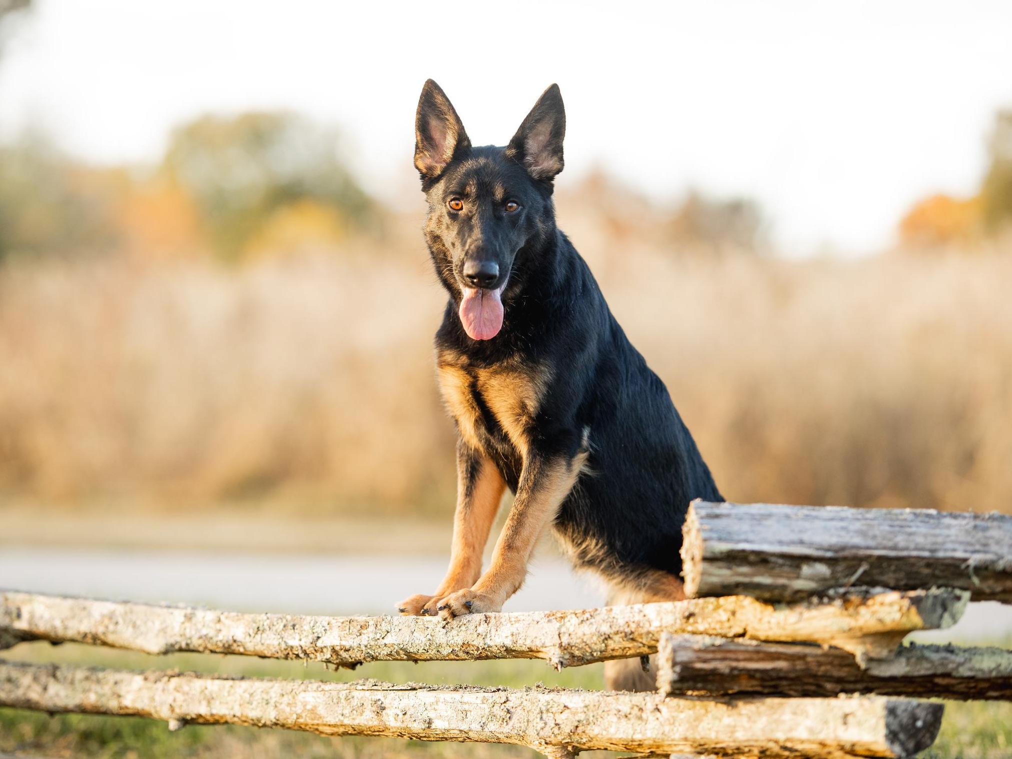 Bindi von Prufenpuden Image