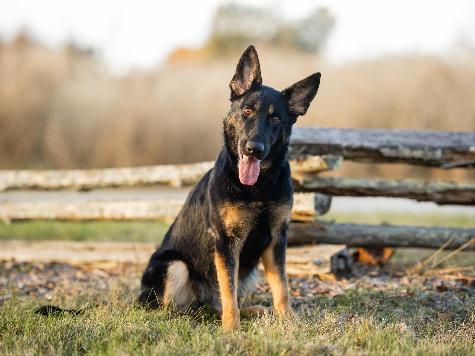 Bindi von Prufenpuden Image