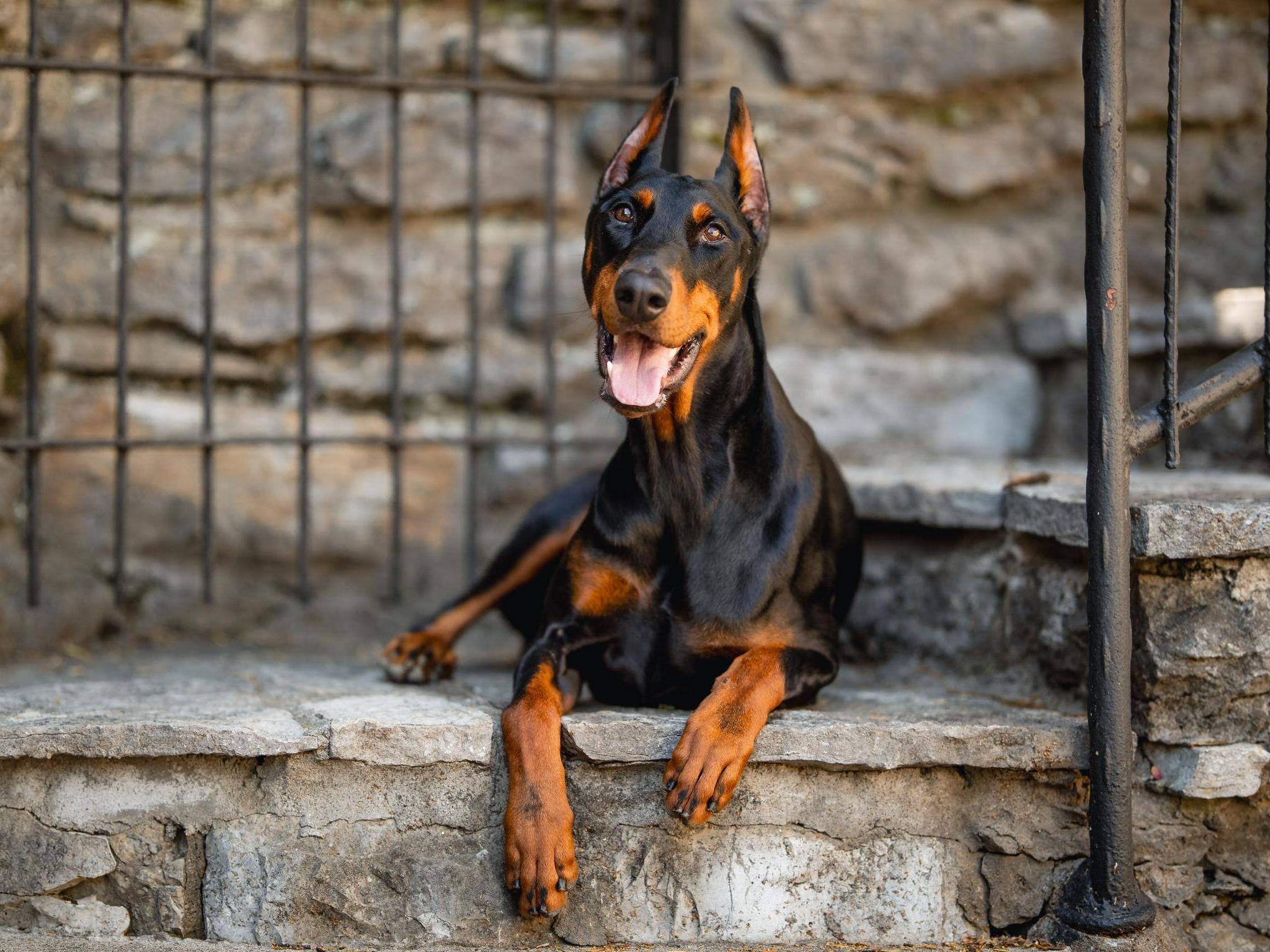 Doberman Puppies BAB & Super Dog Candidates Image