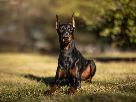 Doberman Puppies BAB & Super Dog Candidates Image