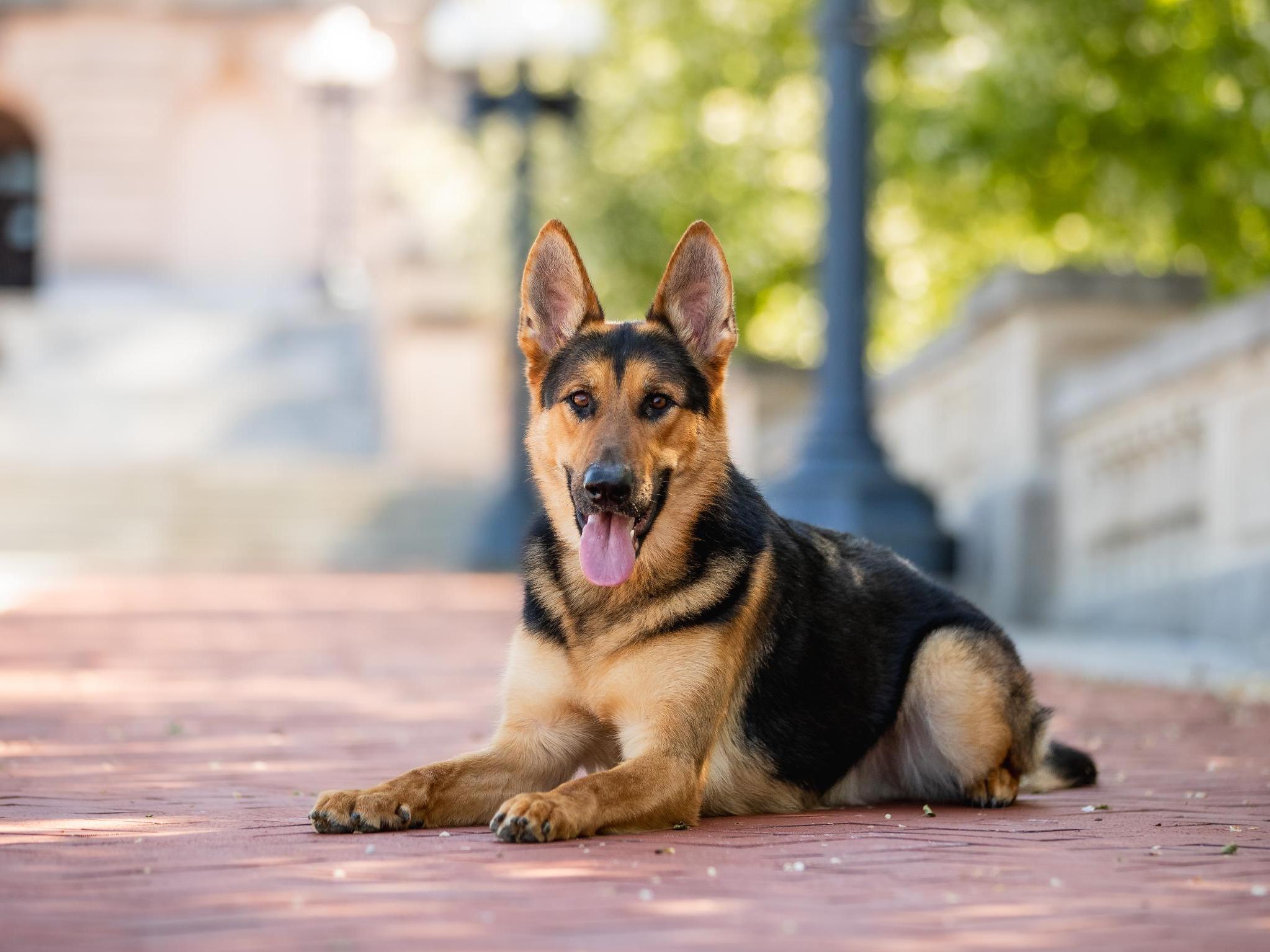 Zadok von Prufenpuden Image