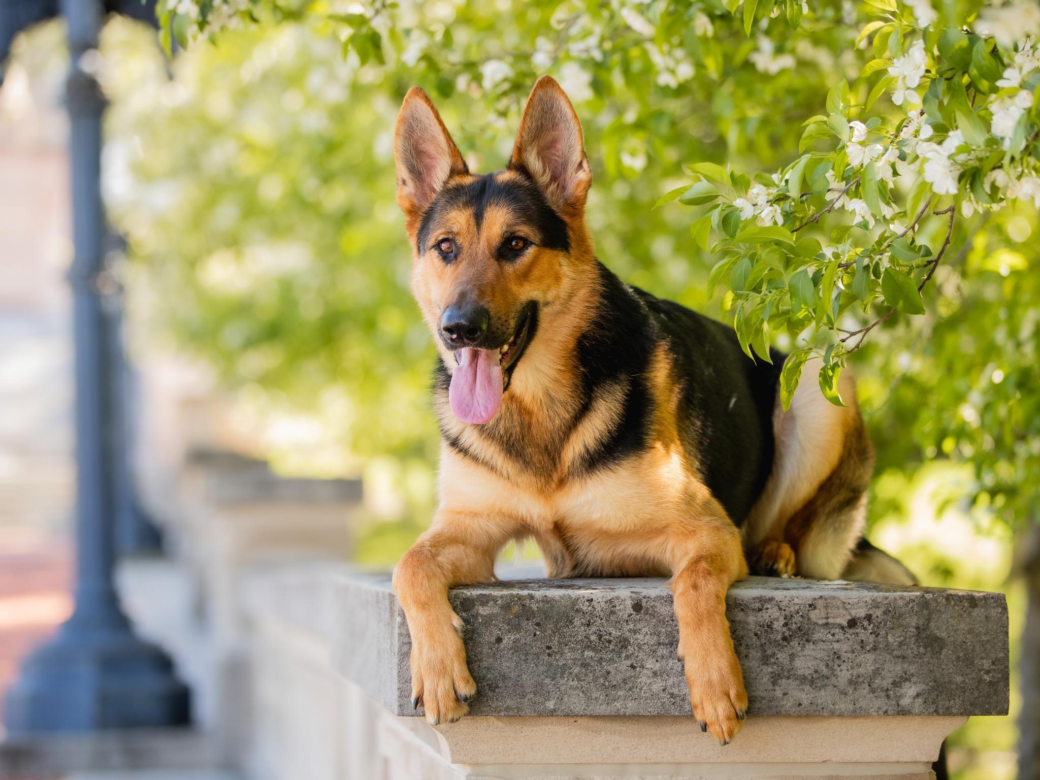Zadok von Prufenpuden Image