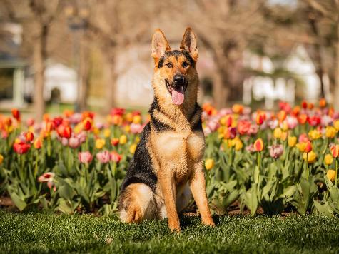 Zadok von Prufenpuden Image