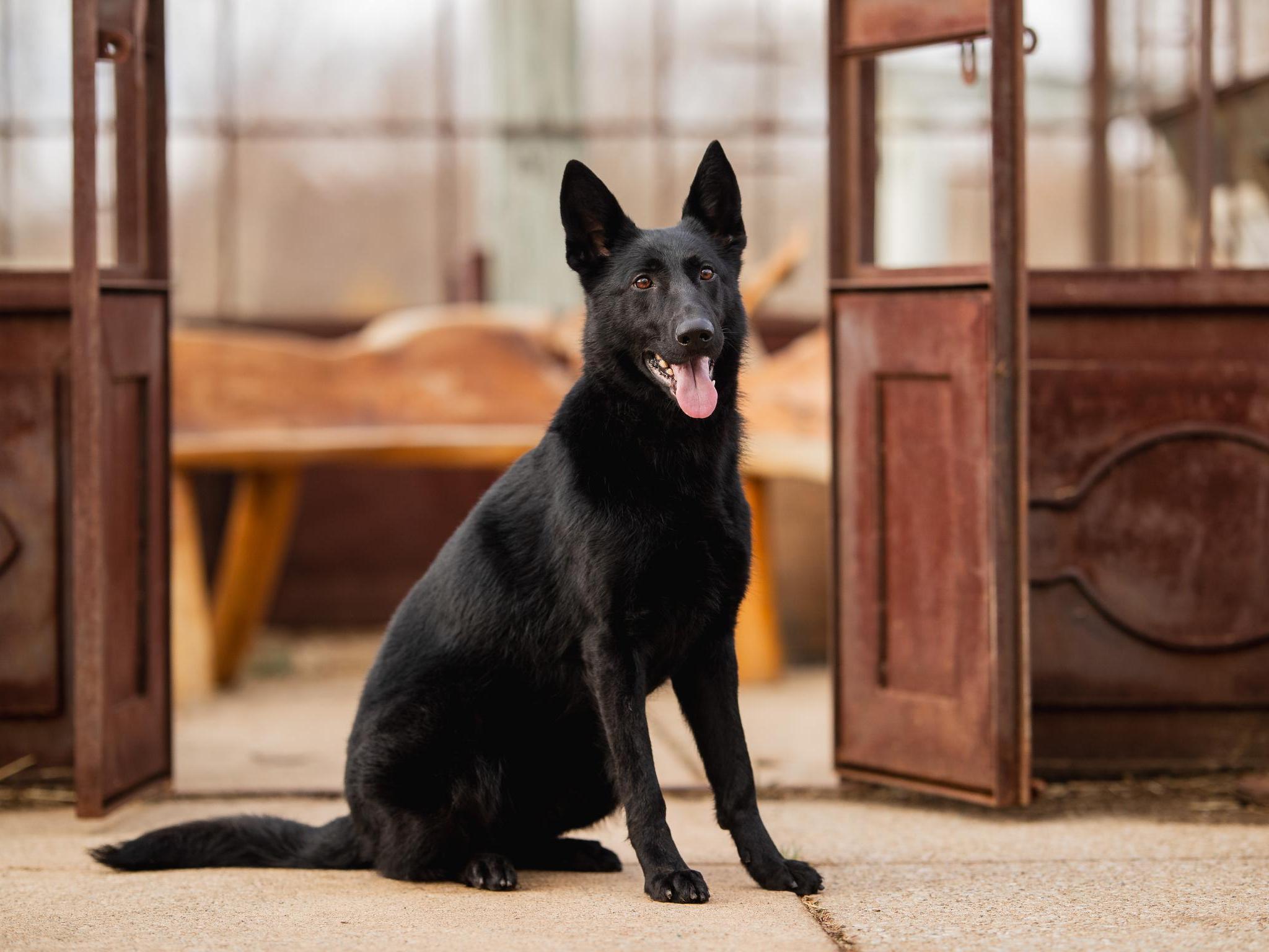 Binge von Prufenpuden Image