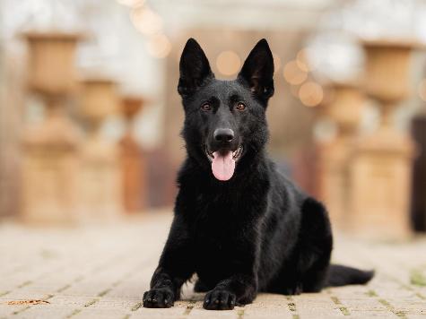 Binge von Prufenpuden Image