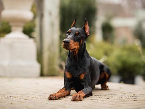 Goggins von Prufenpuden CD Image